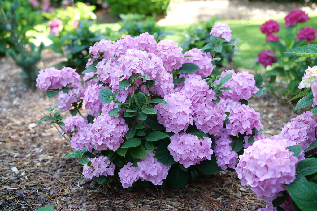 Let's Dance Sky View Hydrangea
