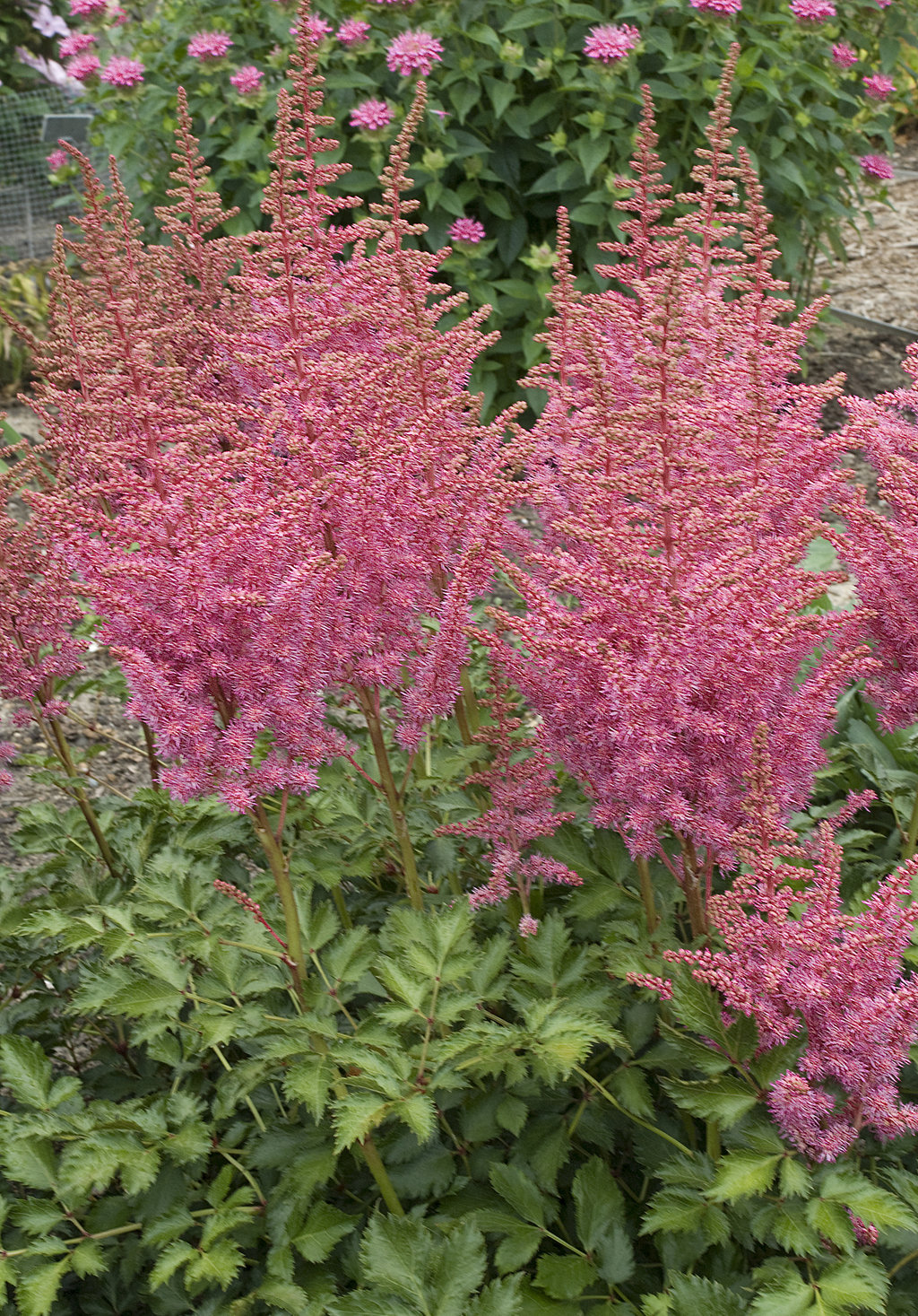 Rise and Shine Astilbe