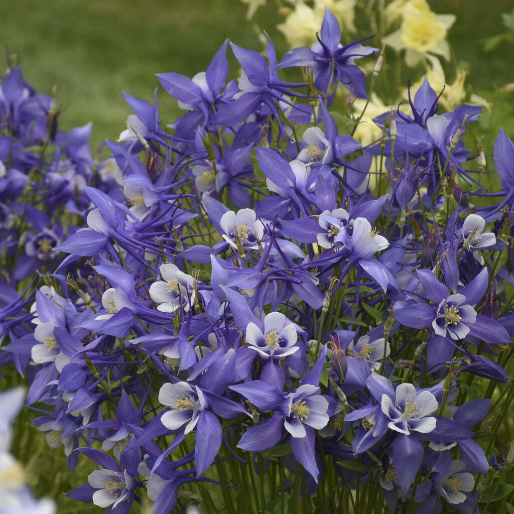 Kirigami Deep Blue & White Columbine