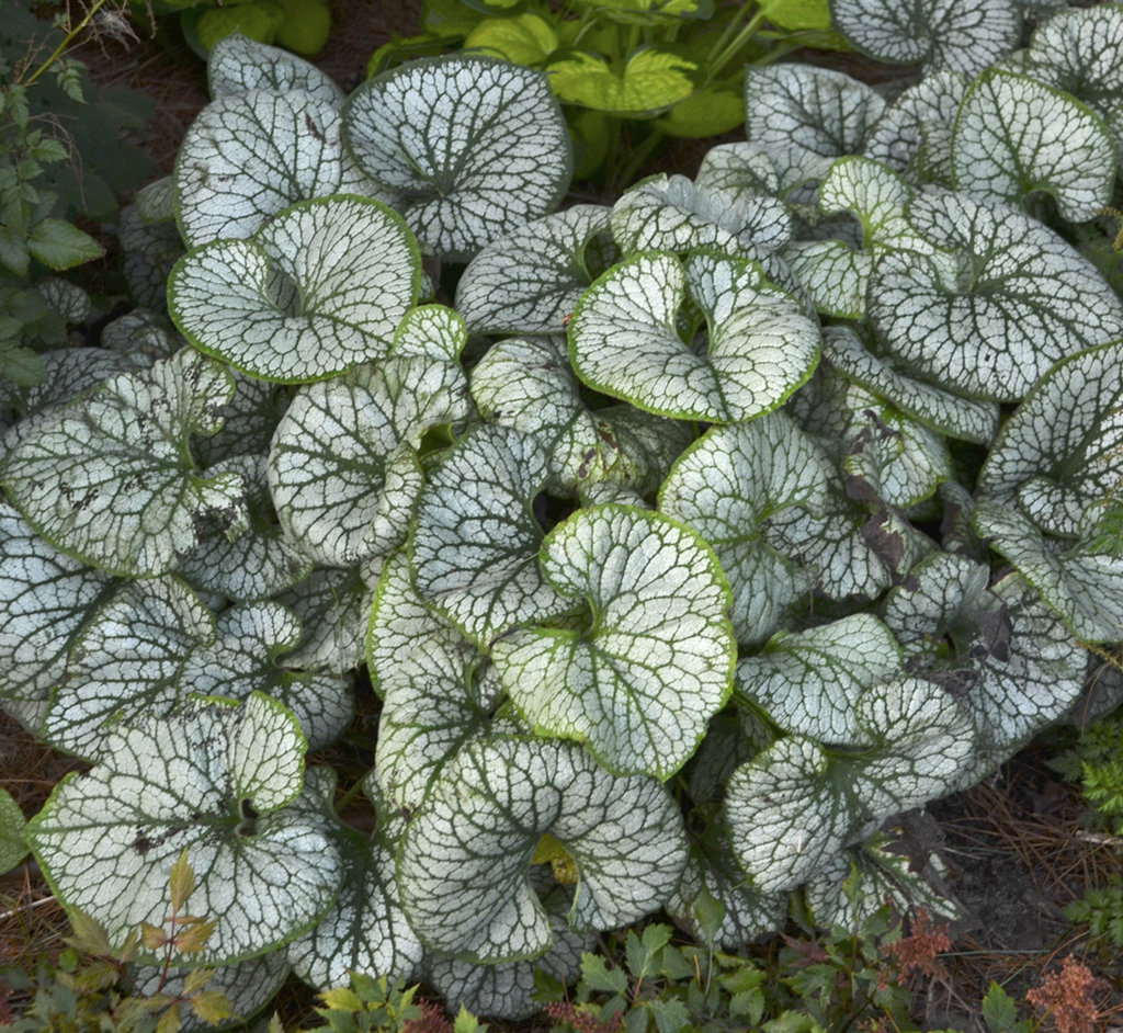 Jack Frost Heartleaf Brunnera
