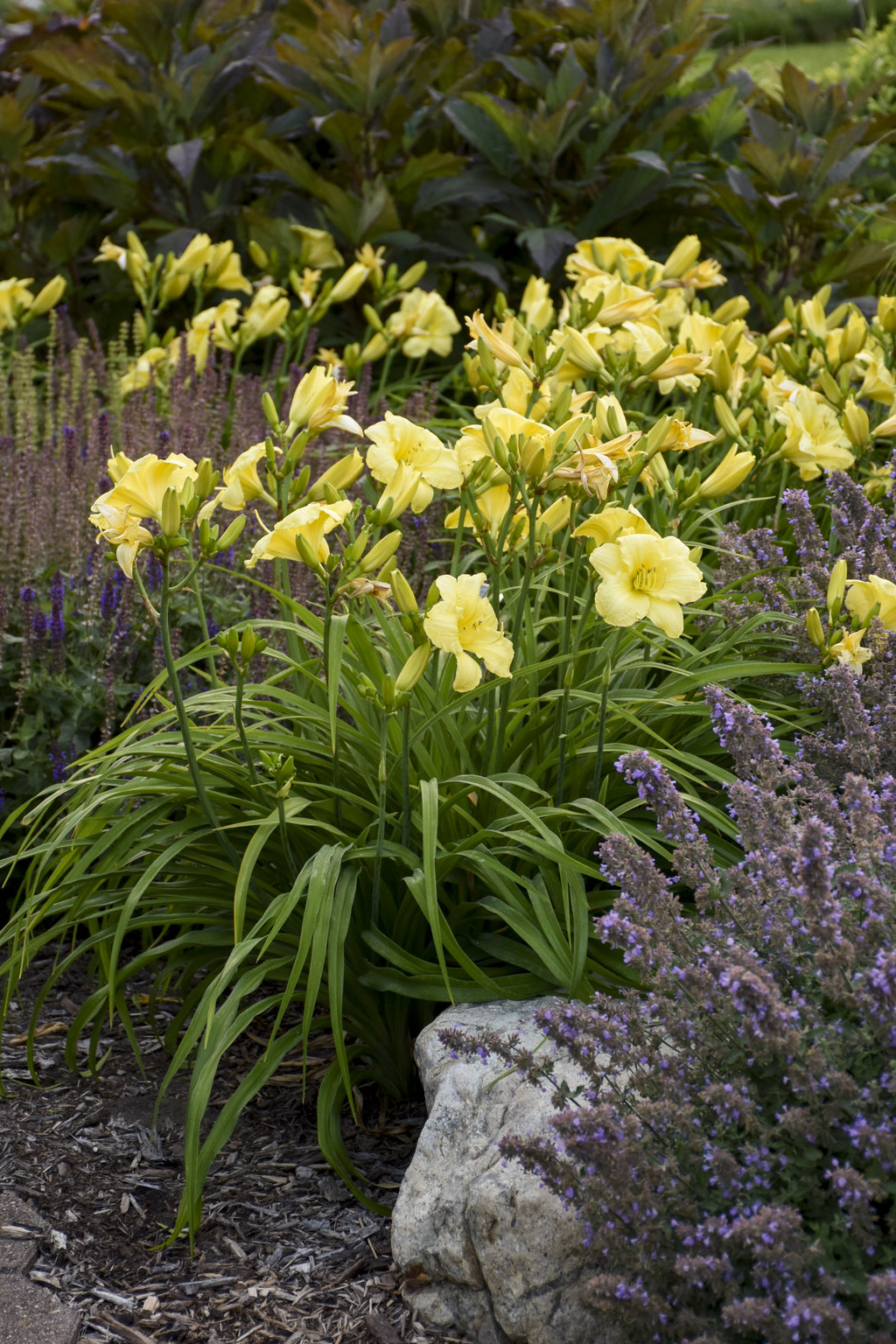 Rainbow Rhythm Going Bananas Daylily