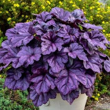 Dolce Wildberry Coral Bells