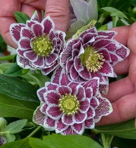 Wedding Party Maid of Honor Lenten Rose