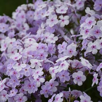 Opening Act Pink-a-Dot Garden Phlox